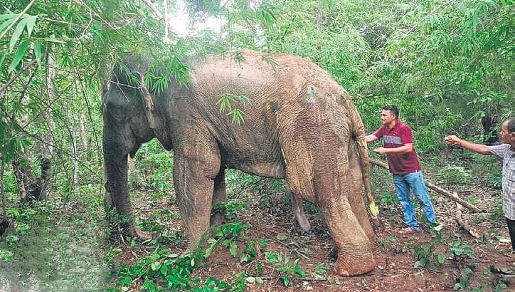 Karnataka Forest Department looks at colleges for hiring vets