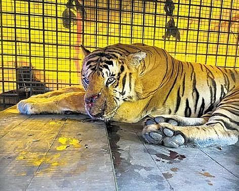 D*A様 BIG TIGER wsb Elusive for 10 days, man-eater tiger finally caged in Wayanad