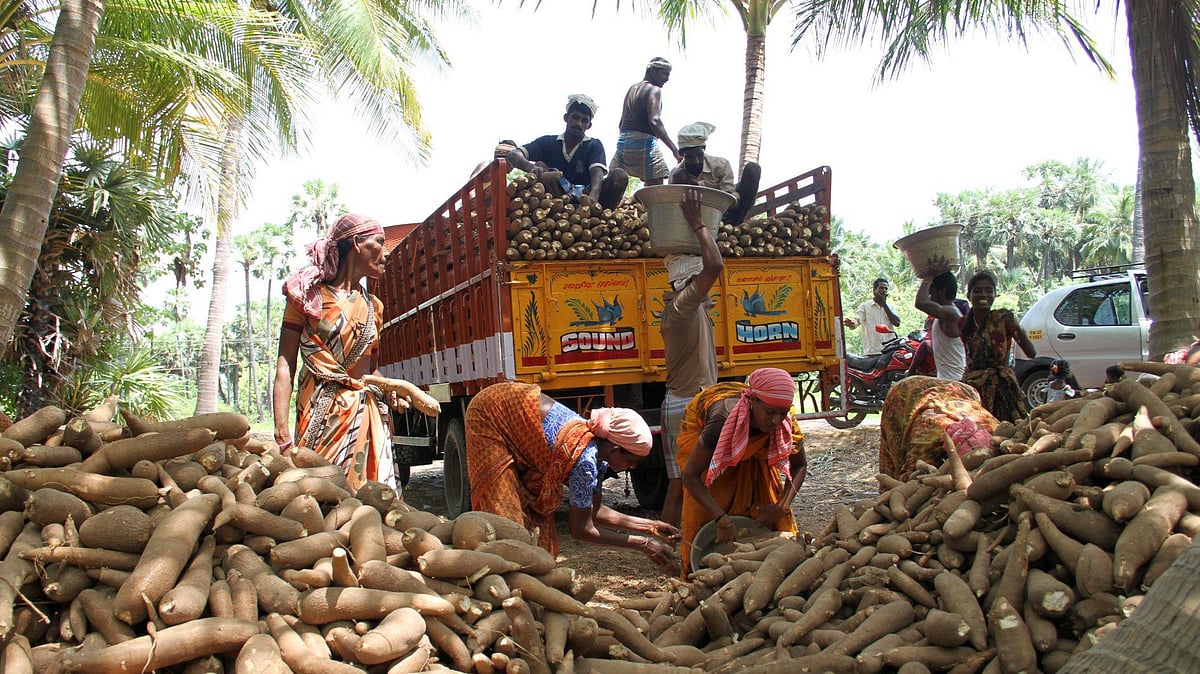 Tapioca prices rise gradually after prolonged slump
