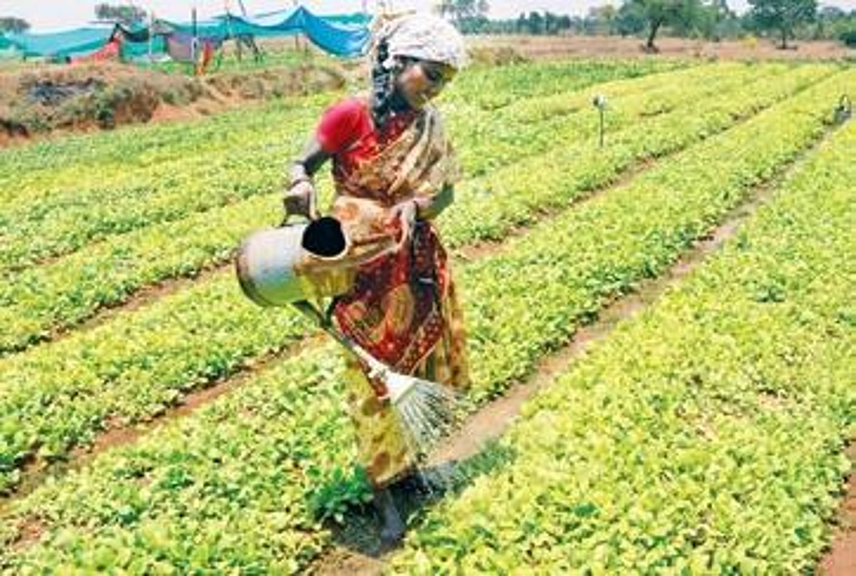 how many leaves on a tobacco plant How To Grow Tobacco: Farming Process From Seed To Harvest