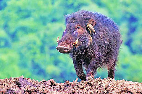 जैविक उपाय वापरा, रानडुकरे पळवा !