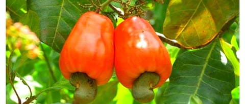  Cashew Seeds