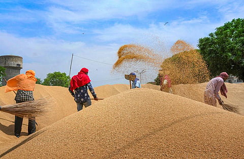Wheat Rate 