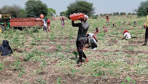 Onion Harvesting