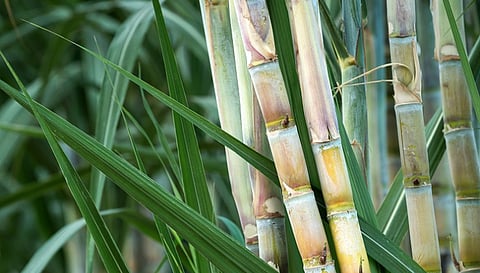 Sugar Cane FRP