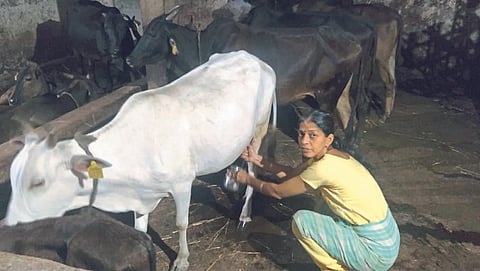Indigenous Animal 