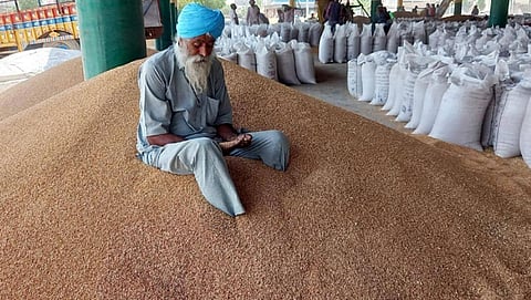 Wheat grain