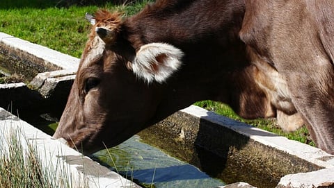animal drinking water in summer