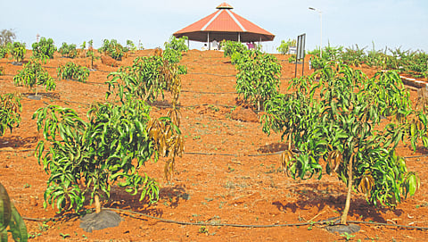 Mango Cultivation