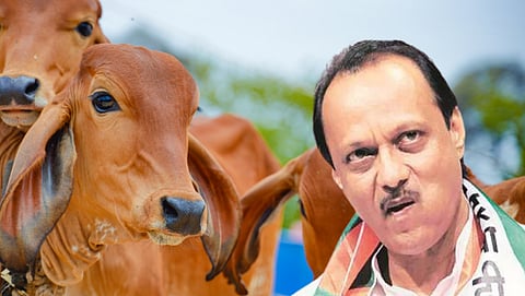 Ajit Pawar News 