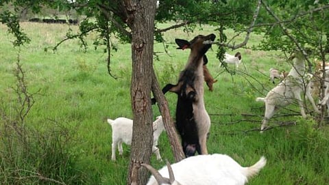 Goat Rearing 