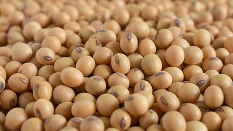 Soybean Seed Shortage
