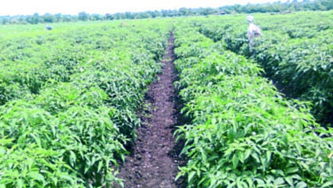 Land Stabilization