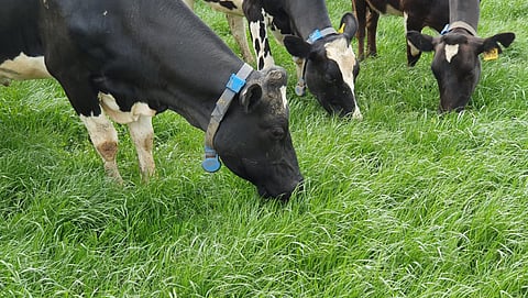 Nitrate poisoning in cattle
