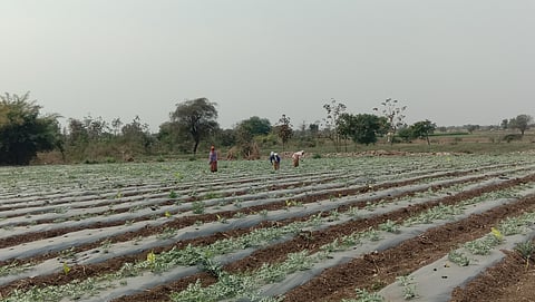 Indian Agricultural 
