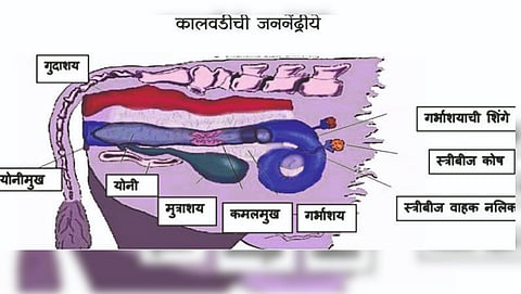 Heirfer Reproductive Institution