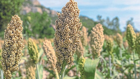 Jowar Farming