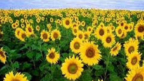 Sunflower
