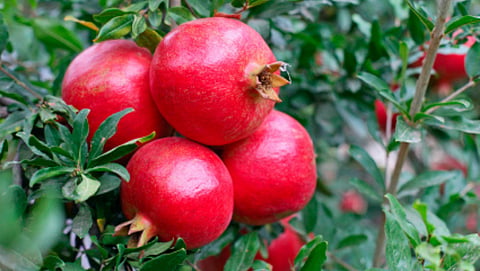 pomegranate Market 