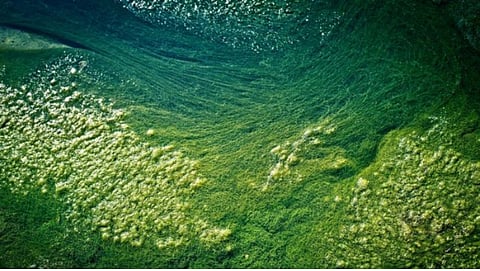 Seaweed 