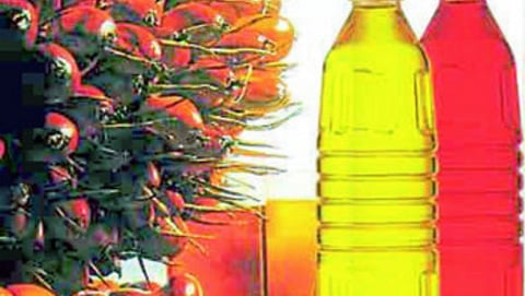 Palm Oil Export