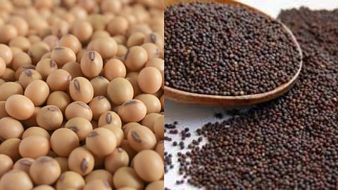 soybean