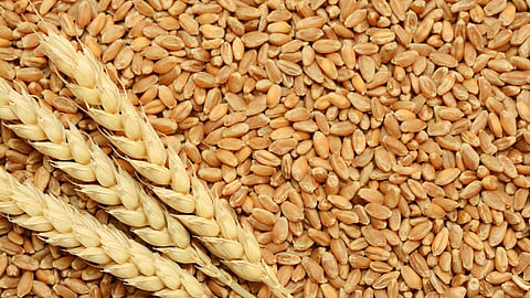Wheat 