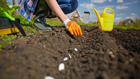 Summer Crop Sowing