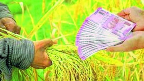Crop Loan