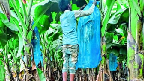 Banana Crop