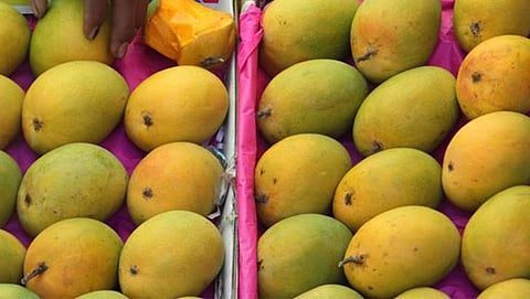 Hapus Mango