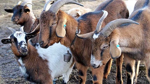 Goat Farming