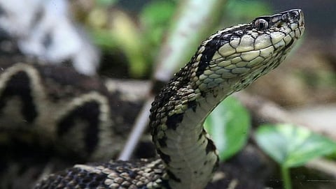 snake bite 