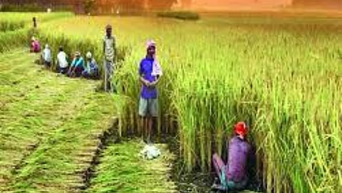 Agriculture Scheme