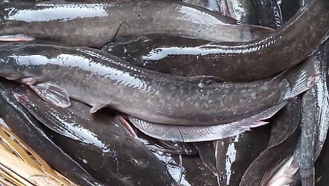 Magur fish