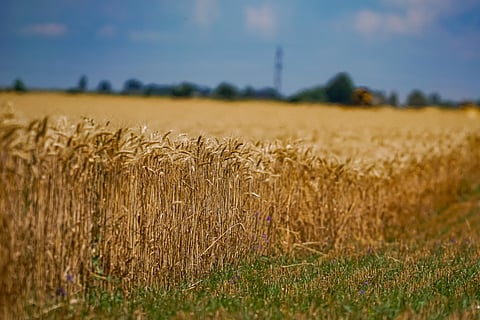Wheat Export