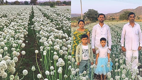 Onion Seed