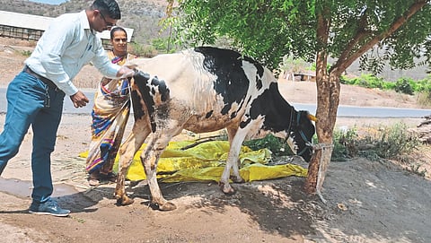Cow
