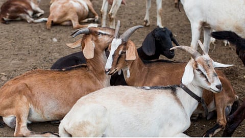 शेळ्यांचे उन्हाळ्यातील व्यवस्थापन