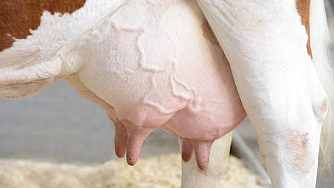 Teat leakage is a serious problem of high milk producing cow and buffalo. 