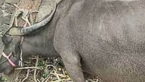 marathwadi buffalo