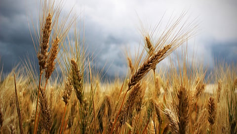 Wheat Export
