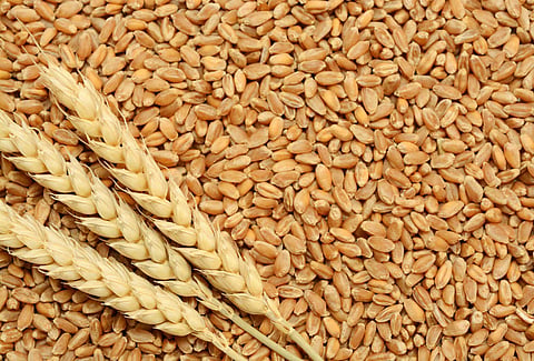 Wheat  
