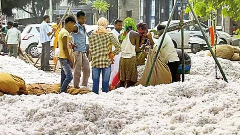 cotton rate 
