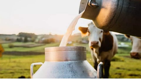 Milk Price 