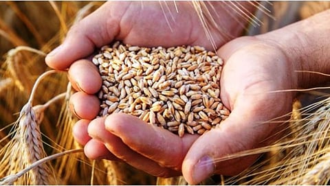 Wheat Procurement