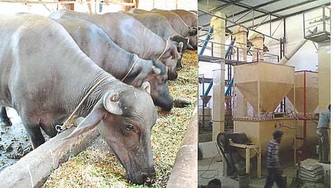 Buffaloes