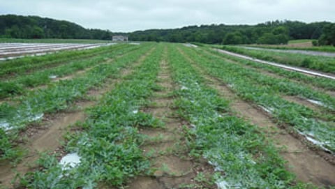 Kharip crop 