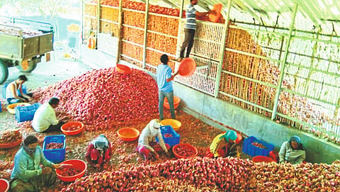 Onion Storage
