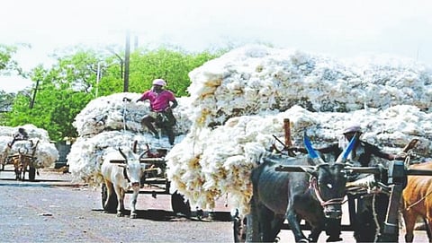Cotton